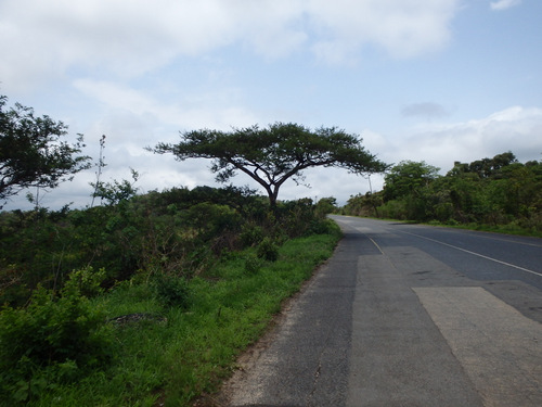 African Tree over the road.